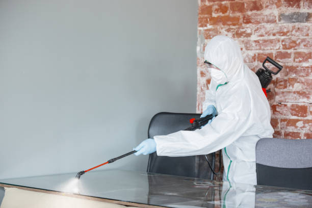 Best Black Mold Removal in La Villa, TX