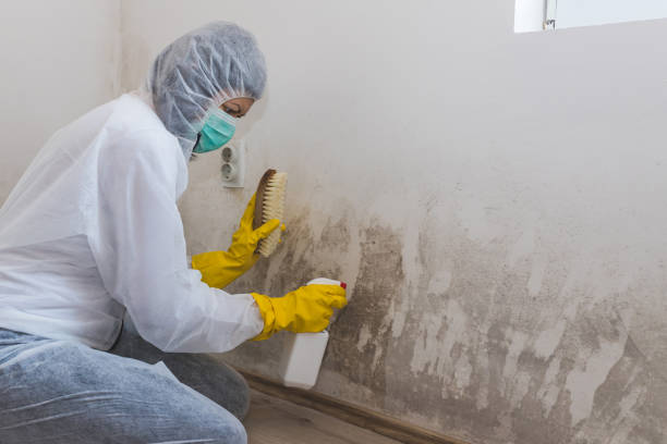 Why You Should Choose Our Mold Remediation Services in La Villa, TX